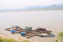 Hơn 73 tấn cá chết do nước sông Đà hạ thấp đột ngột bất thường