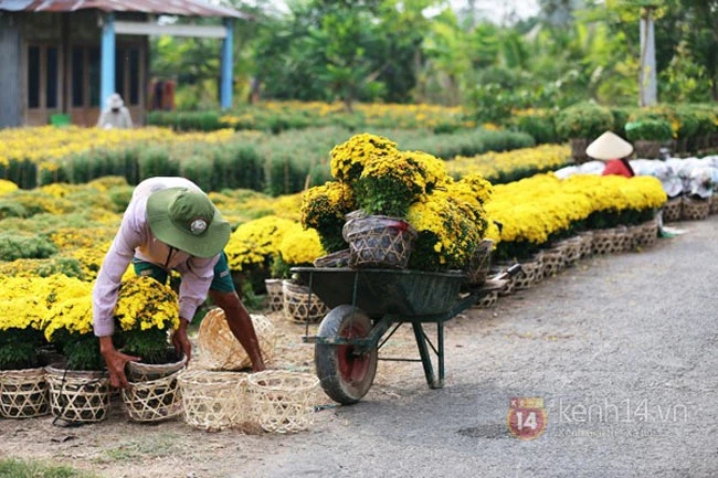 Những điểm ngắm hoa Tết đẹp nhất miền Nam