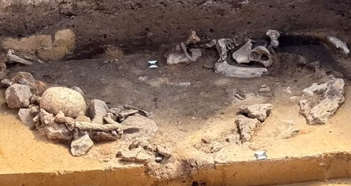 Đúng với bản chất của nền văn hóa Salzmünde này, bên trong hố nghi lễ 5.000 năm tuổi, các chuyên gia thuộc Văn phòng Quản lý Di sản và Khảo cổ học Nhà nước Saxony-Anhalt phát hiện bên trong hố chứa hài cốt chó và hộp sọ người. Ảnh: @Văn phòng Quản lý Di sản và Khảo cổ học Nhà nước Saxony-Anhalt.