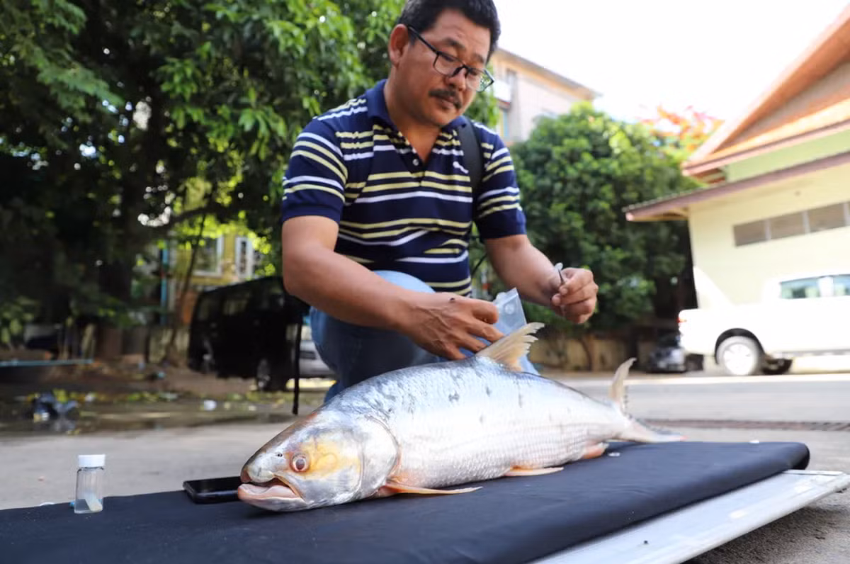 "Tôi vô cùng ngạc nhiên và phấn khích khi thấy sự tồn tại của Aaptosyax grypus ở sông Mê Kông, sau khi nó biến mất trong một thời gian dài", Bunyeth Chan, thuộc Đại học Svay Rieng ở Campuchia, cho biết trong một tuyên bố. Ảnh: @Chheana Chhut.