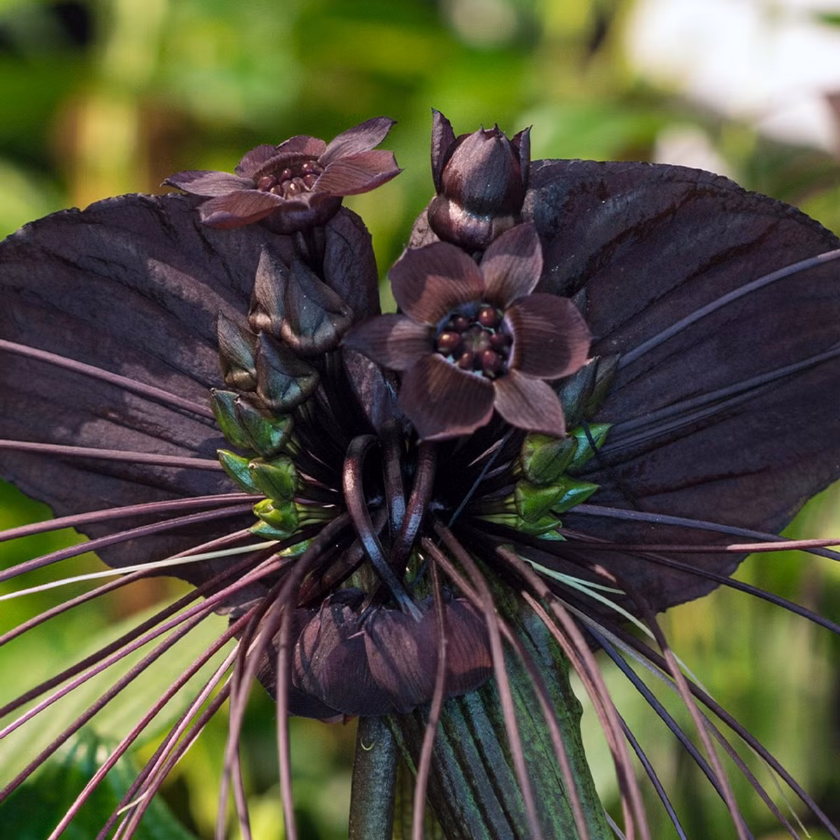 Tacca chantrieri còn được gọi là Hoa dơi, Hoa quỷ dữ, Râu hùm hay Mèo đen, chúng thường sinh trưởng ở những vùng nhiệt đới. Nó mọc trong các khu rừng, thung lũng và dọc theo các con sông.Ảnh: @J. Parker's.