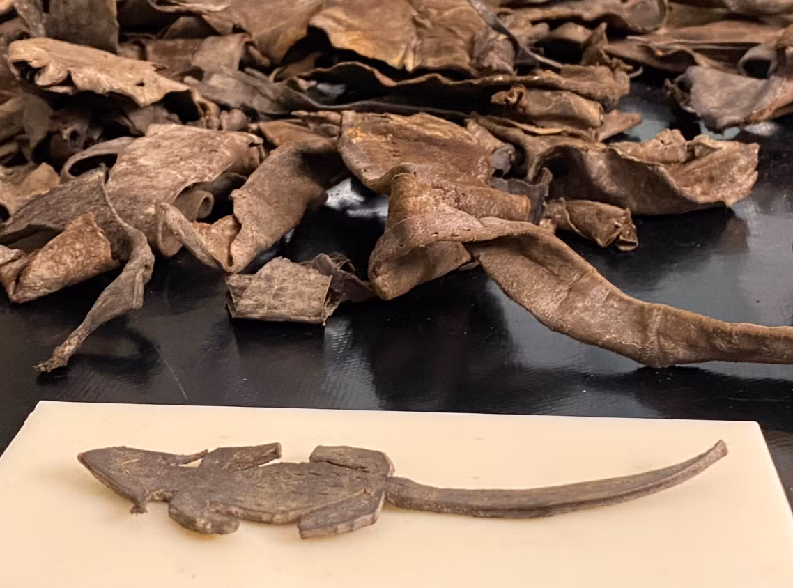 Và mới đây, khi đang tiến hành khai quật chuyên sâu tại Pháo đài La Mã Vindolanda, các nhà khảo cổ học đến từ Bảo tàng Vindolanda ở Anh đã phát hiện ra một con chuột đồ chơi bằng da cổ xưa độc đáo. Ảnh: @Bảo tàng Vindolanda.