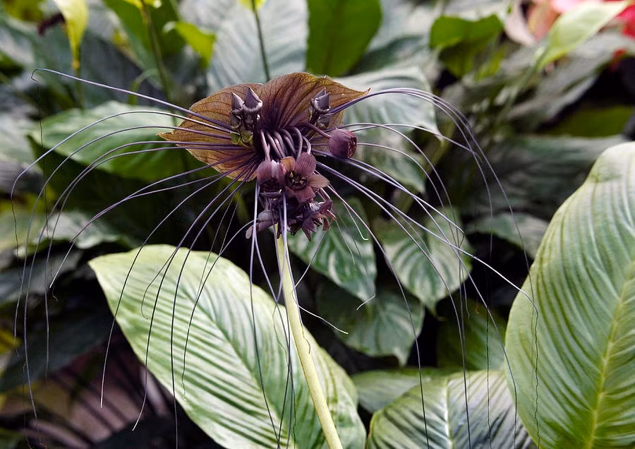 Tacca chantrieri được tìm thấy ở Đông Nam Á trải dài qua các vùng ở Châu Á như Assam, Bangladesh, Campuchia, Nam Trung Quốc, đảo Hải Nam, Lào, Malaysia, Myanmar, Thái Lan, Tây Tạng và Việt Nam. Ảnh: @Science Photo Gallery.