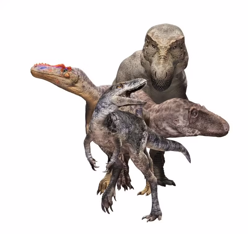 Giáo sư Zelenitsky ước tính Khankhuuluu mongoliensis có trọng lượng khoảng 750 kg. Con số này tương phản rõ rệt với một con T-Rex trưởng thành, có thể nặng tới 8 lần con số đó. Vì vậy, bà giải thích, đây là một hóa thạch chuyển tiếp nằm giữa tổ tiên ban đầu và những loài khủng long bạo chúa khổng lồ sau này. Phát hiện này giúp các nhà khoa học chỉnh sửa cây phả hệ của họ khủng long bạo chúa và viết lại nhận thức về sự tiến hóa của chúng.