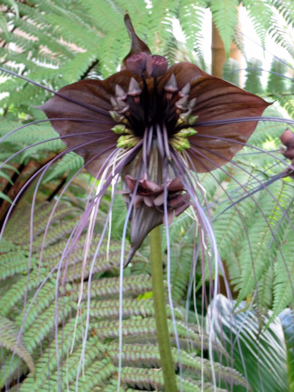 Được biết, Tacca chantrieri là một loài thực vật có hoa trong họ Dioscoreaceae, có nguồn gốc từ Đông Nam Á. Loài này được Édouard André miêu tả khoa học đầu tiên năm 1901. Ảnh: @Wikipedia.