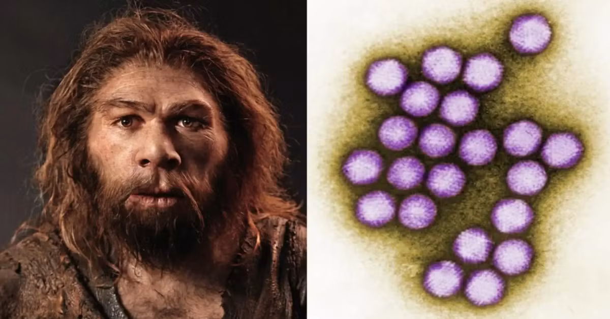 Đây được xem là loại virus lâu đời nhất ở người được biết đến tính tới thời điểm hiện tại. Ảnh: @Đại học Liên bang São Paulo.