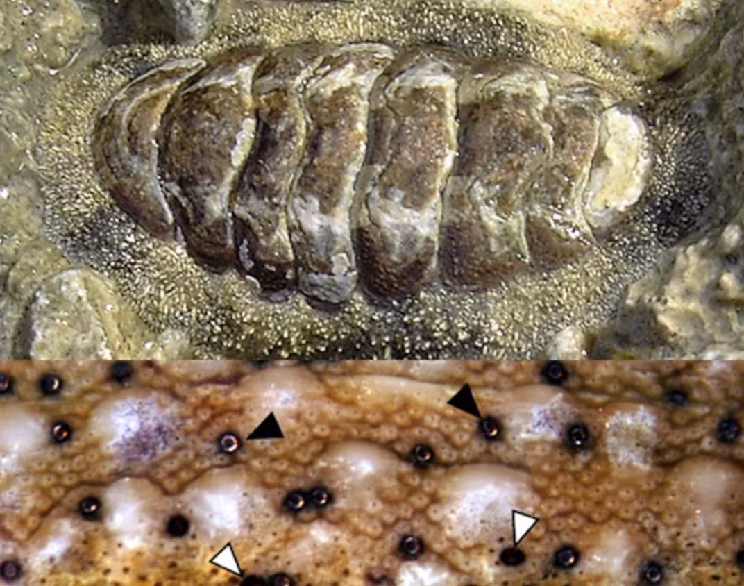 Chiton được bảo vệ bởi một lớp vỏ gồm các tấm vỏ phân đoạn rạch ròi. Các tấm này được điểm xuyến bằng các con mắt nhỏ được gọi là ocelli. Ảnh: @ MIT News.
