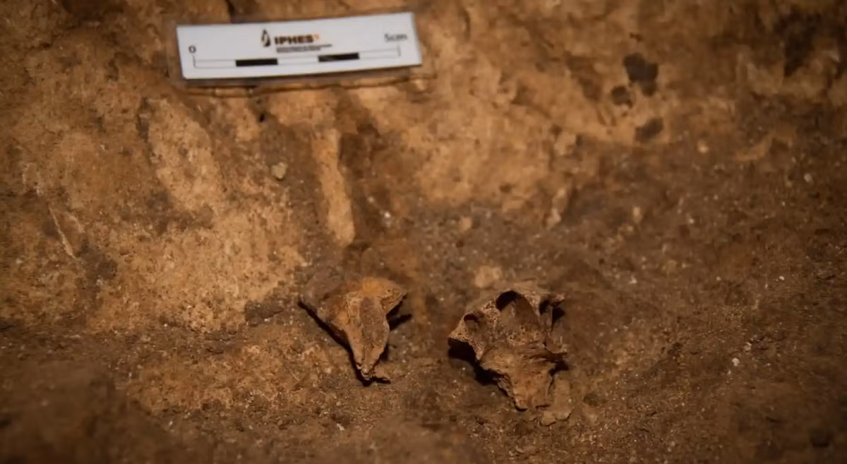 "Đây là lần đầu tiên chúng tôi tìm thấy hóa thạch người tiền sử Homo erectus ở những lớp sâu bất ngờ trong hang động này", María Martinón-Torres, một nhà cổ nhân học tại Trung tâm Nghiên cứu Quốc gia về Tiến hóa Loài người, cho biết. Ảnh: @Trung tâm Nghiên cứu Quốc gia về Tiến hóa Loài người.