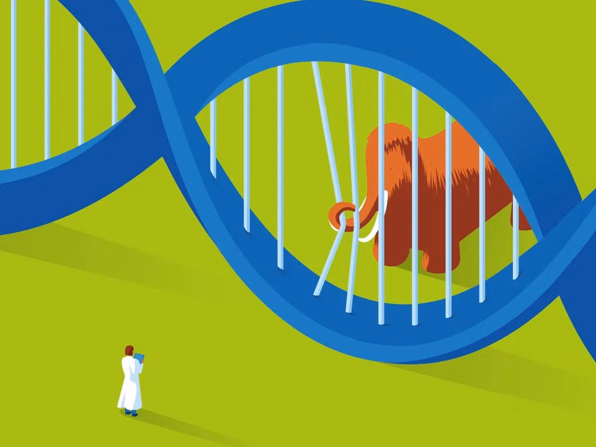 Nhưng những tiến bộ mới trong kỹ thuật di truyền, đặc biệt là cuộc cách mạng CRISPR-Cas9, khiến các nhà nghiên cứu tin rằng, đã đến lúc phải bắt đầu suy nghĩ nghiêm túc về những loài động vật tuyệt chủng nào chúng ta có thể đưa trở lại. Ảnh: @The Guardian.