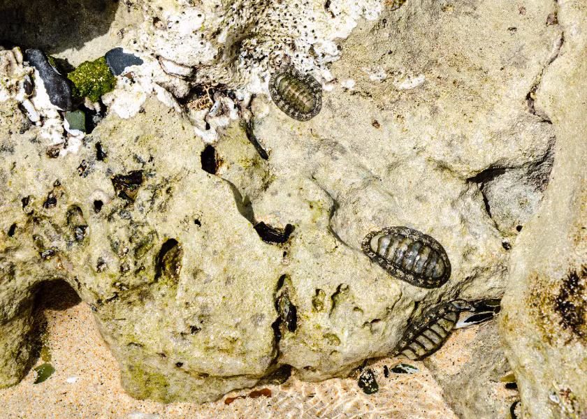 Mặc dù chiton có mối quan hệ với mực, ốc sên và sò điệp, nhưng mắt của chúng không nằm trên cơ thể mềm. Thay vào đó, cơ quan thị giác của chúng được tích hợp trực tiếp vào các tấm vỏ phân đoạn kỳ quặc. Ảnh: @Science.