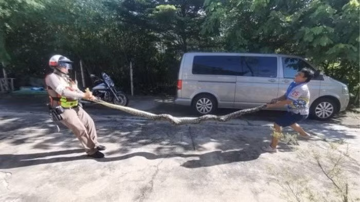 Vụ việc này một lần nữa gióng lên hồi chuông cảnh báo cho người dân địa phương. Thái Lan hiện đang trong mùa mưa, một khoảng thời gian mà các loài động vật hoang dã như rắn, rết thường có xu hướng tìm đến những nơi khô ráo như nhà dân để trú ẩn.