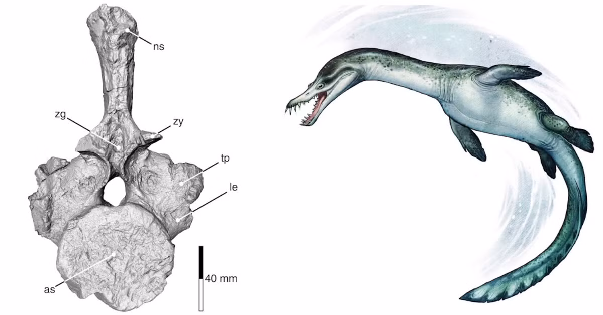 Được gọi là nothosaur, loài bò sát biển này sống vào thời điểm rất lâu trước khi khủng long mới bắt đầu xuất hiện trên đất liền, và đốt sống hóa thạch này là hóa thạch lâu đời nhất từng được tìm thấy ở Nam bán cầu. Ảnh: @Benjamin Kear.