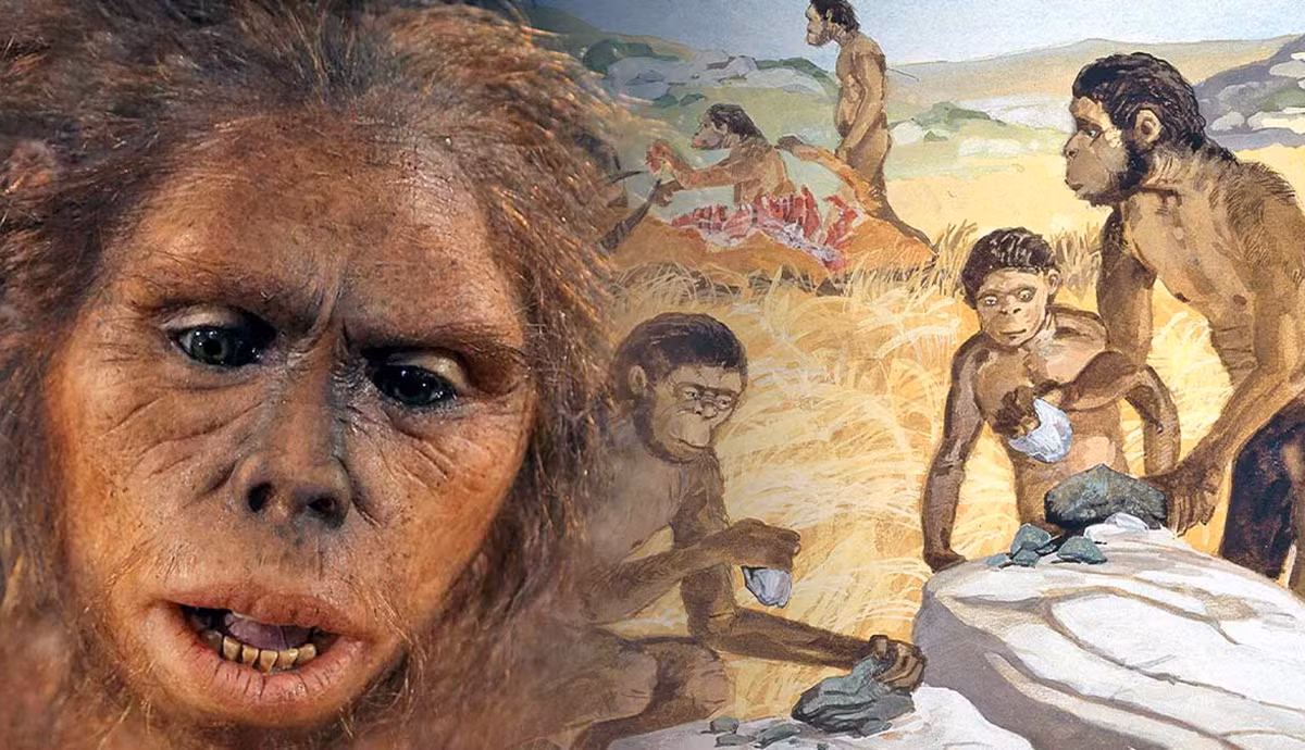 Homo habilis là một loài người sơ khai được cho là tổ tiên của Homo erectus. Hầu hết kiến ​​thức trước đây về loài người này đến từ các mảnh vỡ hộp sọ và di cốt sọ. Ảnh: @Đại học Stony Brook.