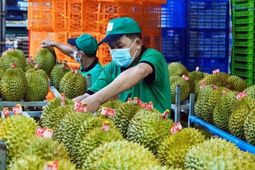 [VIDEO] Trung Quốc cấp phép hơn 400 vùng trồng sầu riêng cho Việt Nam