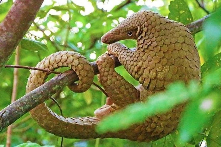 Top sự thật giật mình về loài thú duy nhất có vảy