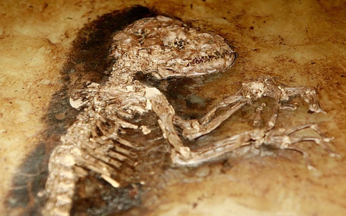 Hóa thạch hiếm hoi, bằng chứng về buổi bình minh tiến hóa loài người 