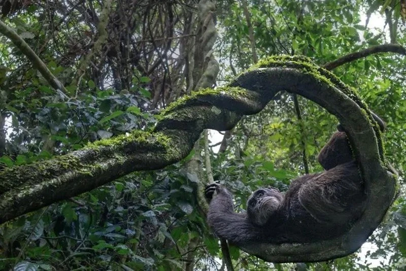 Ảnh động vật hoang dã xuất sắc Nature inFocus 2025 khiến thế giới trầm trồ 