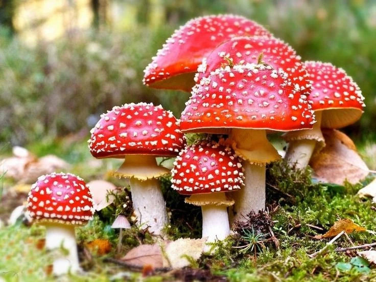Tiết lộ sốc về loài nấm độc nổi tiếng nhất thế giới