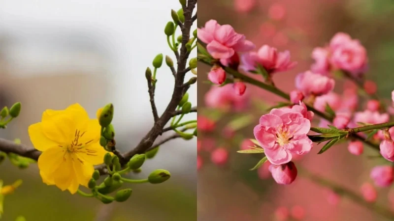 Bắc đào Nam mai: Tại sao lại có sự khác biệt?