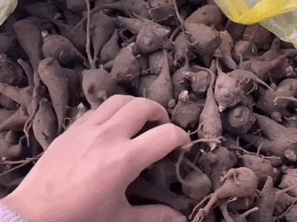 Loại củ làm thuốc nhưng độc tính bảng A, có thể gây chết người