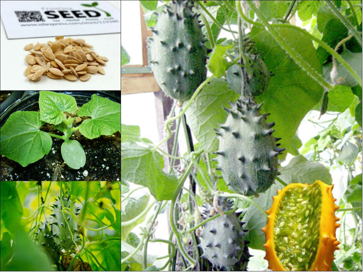 10 loại dưa chuột kỳ dị nhất quả đất