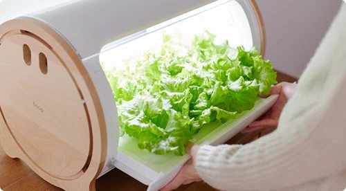 Cách trồng rau sạch siêu bá đạo của người Nhật