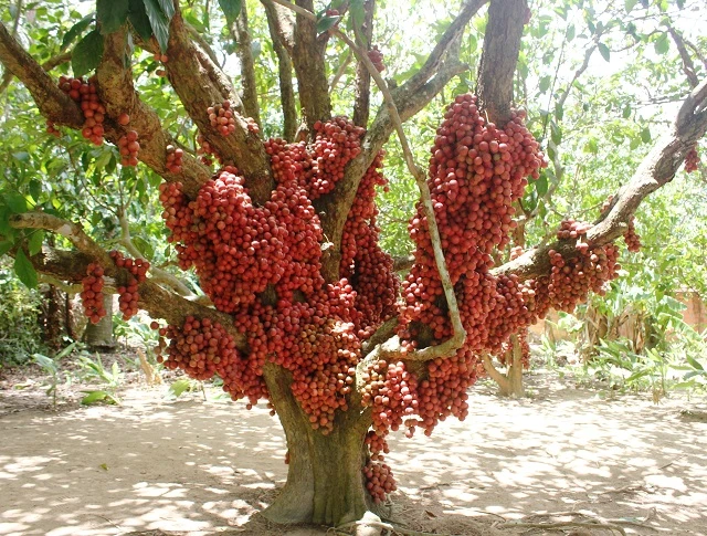 Không thể tin "dị cây" hàng chục gốc quả mọc từ thân đỏ rực