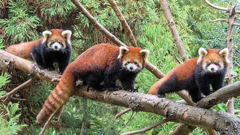 Sự thật giật mình về loài gấu trúc đỏ 