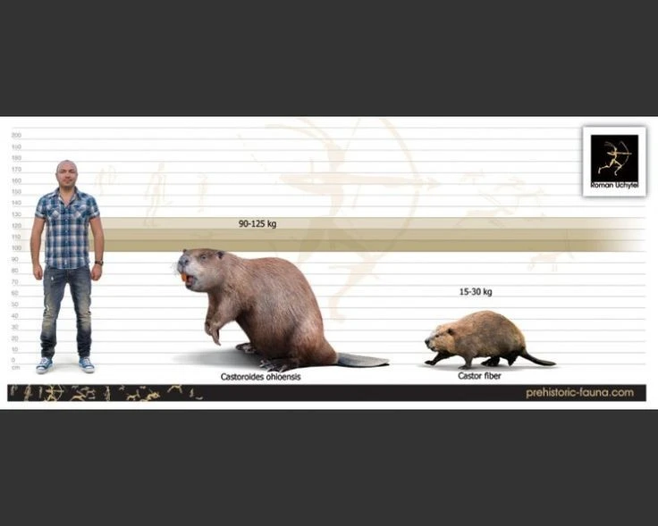 Choáng với loài hải ly nặng 100 kg, răng cửa dài tới 15 cm