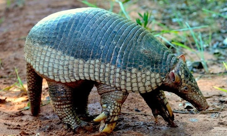 Sự thật giật mình về loài tatu khổng lồ, móng vuốt dài 20 cm