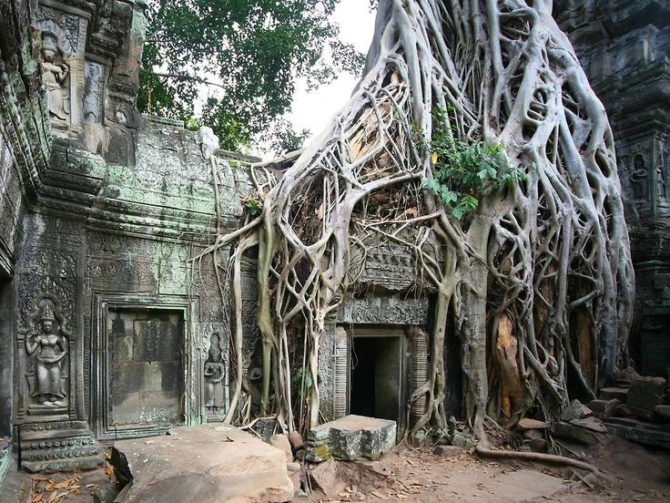 Cảnh tượng kinh ngạc ở ngôi đền Khmer bị cây cổ thụ phủ kín