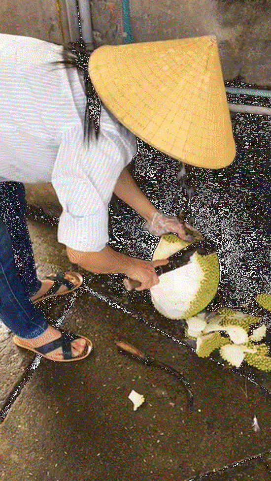 Mua được một quả mít ngon, nếm được một múi mít chín vàng ươm, đẫm mật là niềm hạnh phúc của những tín đồ hoa quả. Ngược lại, một quả mít chưa kịp chín hoặc sượng sẽ khiến người ta chưng hửng, buồn biết mấy.