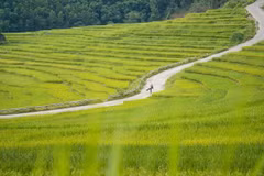 Tháng 6, rủ nhau về Pù Luông săn mùa vàng rực rỡ 