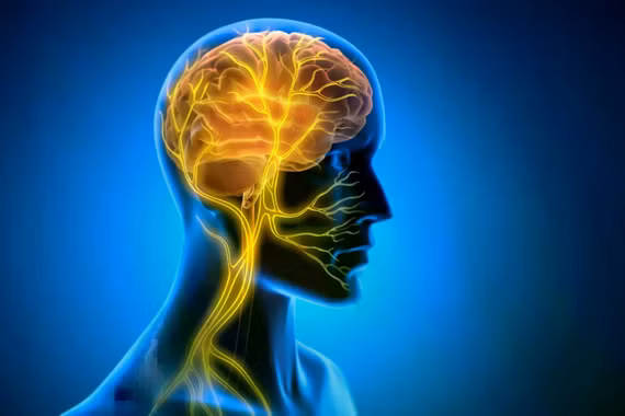 Kích thích dây thần kinh phế vị giúp tăng tốc ghi nhớ kỹ năng mới?