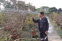 Nông dân điều khiển vườn mai Yên Tử ra hoa dịp Tết thu tỷ đồng