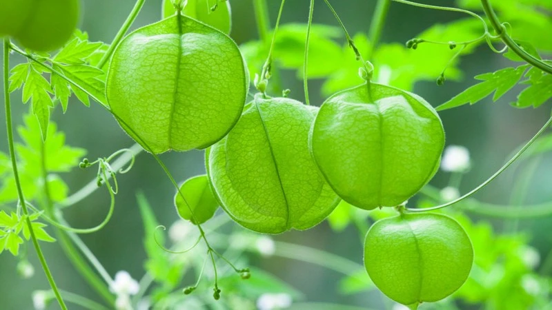 Trồng dây leo bóng bay xanh mướt giúp thu hút may mắn và năng lượng