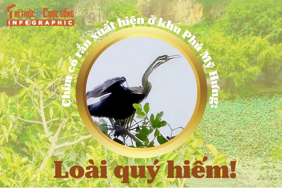 [INFOGRAPHIC] Chim cổ rắn xuất hiện ở khu Phú Mỹ Hưng: Loài quý hiếm!