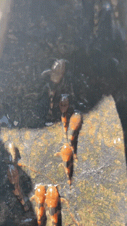 Các chuyên gia chưa thể xác định chính xác nguyên do đàn cá chốt bông leo thác nhưng họ nghi ngờ chúng di cư ngược dòng để sinh sản. Bởi lẽ, đàn cá bao gồm cả con đực và con cái, hầu hết là cá thể trưởng thành. Ảnh: Manoela M. F. Marinho.