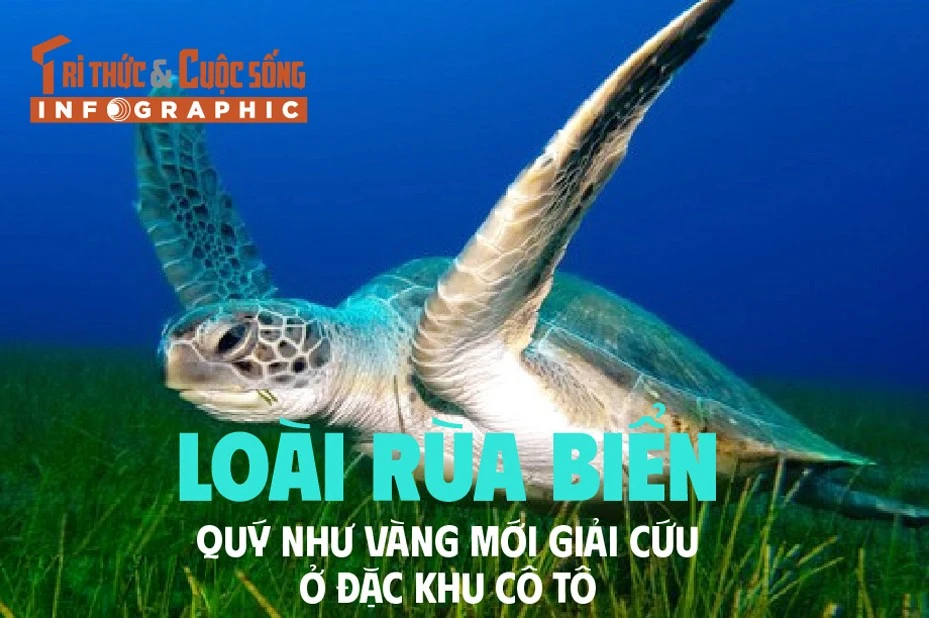 [INFOGRAPHIC] Rùa biển quý hơn vàng được giải cứu ở Cô Tô