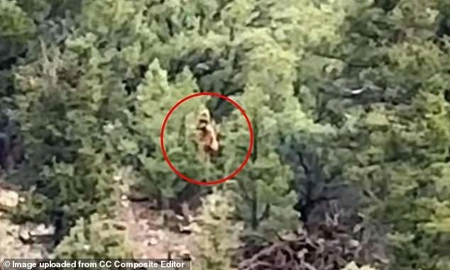 Xôn xao bằng chứng mới nhất về quái thú Bigfoot