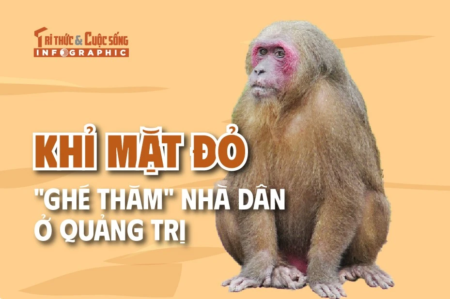 [INFOGRAPHIC] Khỉ mặt đỏ "ghé thăm" nhà dân ở Quảng Trị