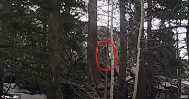 Quái vật Bigfoot tái xuất? cảnh tượng khiến ai cũng nổi da gà
