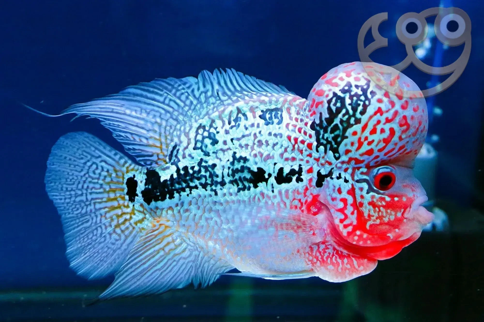 Những loài cá độc lạ đắt đỏ nhất thế giới, dân chơi ráo riết 'săn lùng'