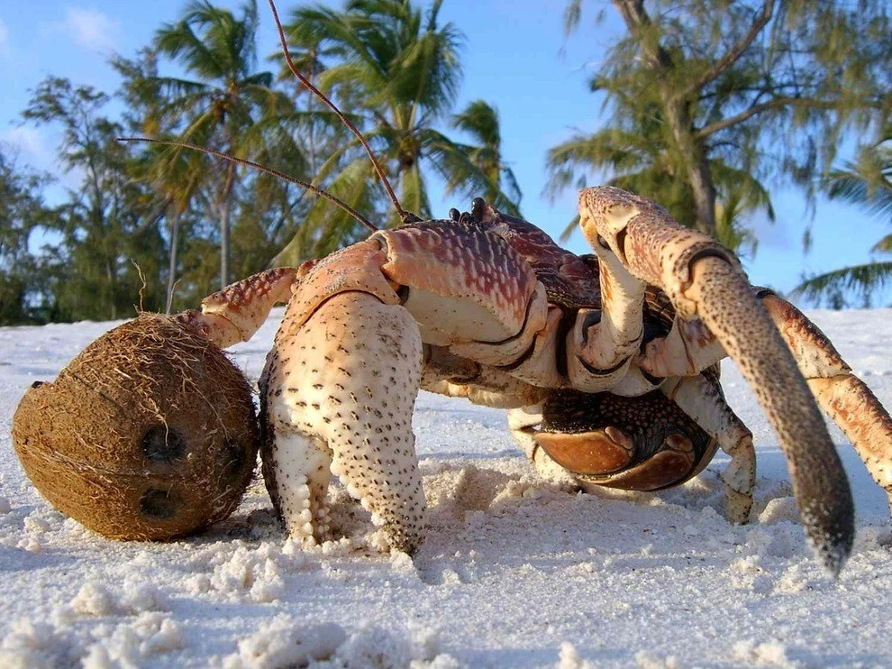  Loài cua siêu khỏe biết leo cây, đập vỡ sọ dừa để ăn