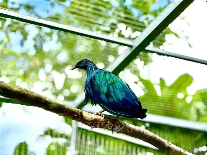 5 cá thể chim bồ câu Nicoba về vườn quốc gia Côn Đảo là loài cực quý