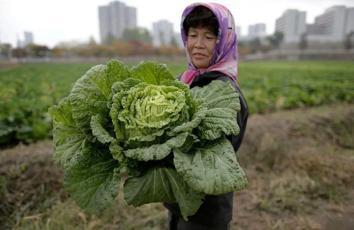 Cuộc sống bình dị và thanh bình ở vùng nông thôn Triều Tiên
