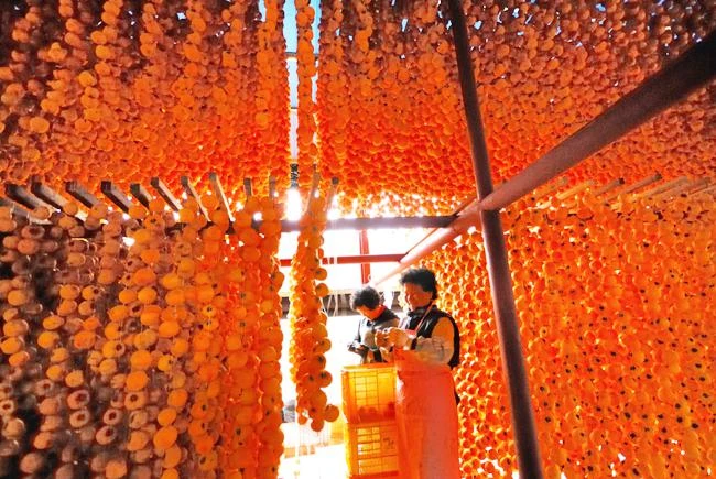 “Đột nhập” nơi làm đặc sản hồng khô treo gió ở quê hương ông Park Hang Seo