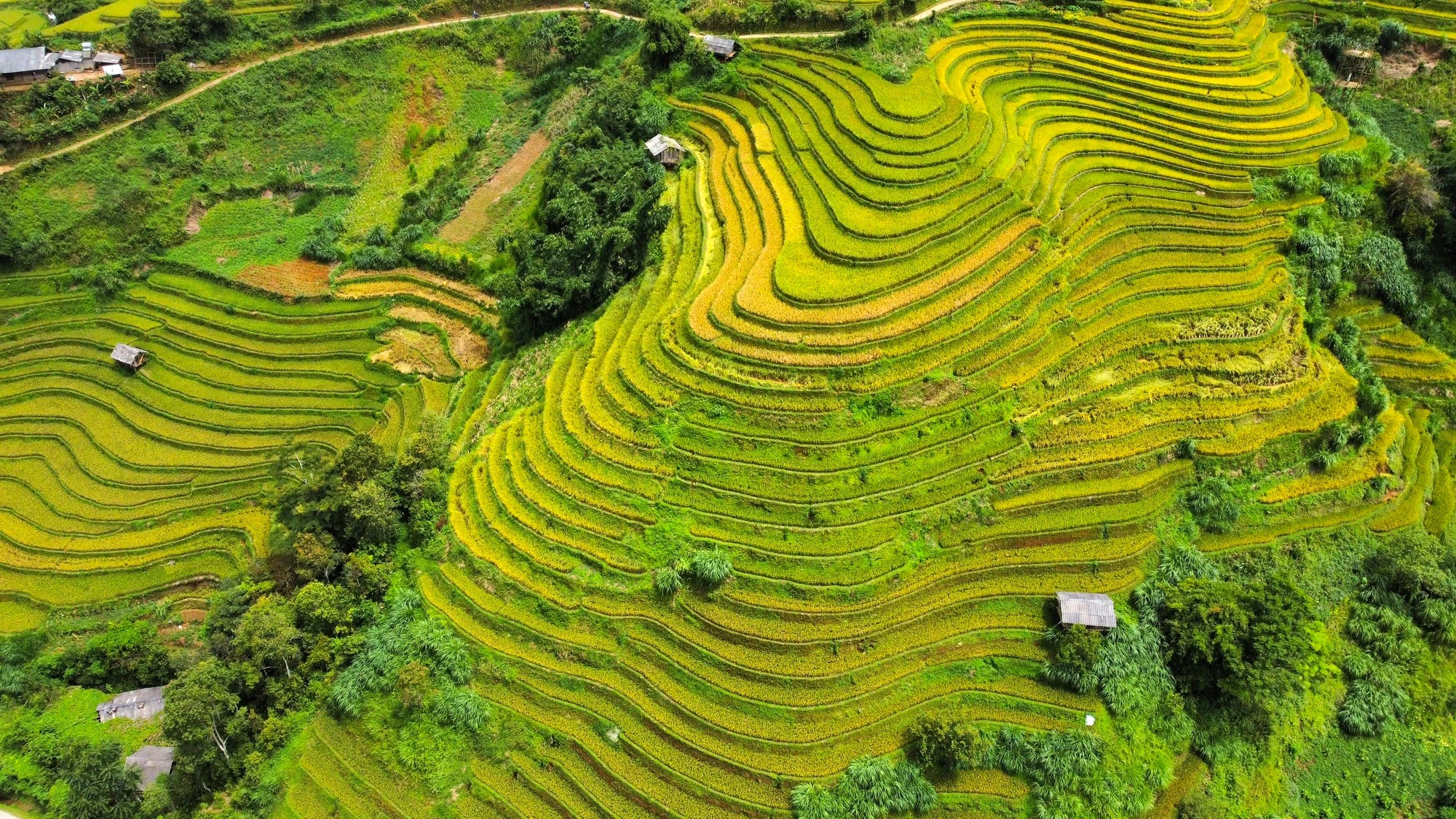 Lên Mù Cang Chải ngắm mùa vàng chảy tràn trên triền núi
