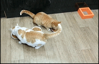 Ai cũng tưởng cô mèo vàng tham lam và keo kiệt nhưng kỳ thực cô chỉ muốn bạn mình không bị béo ú mà thôi.