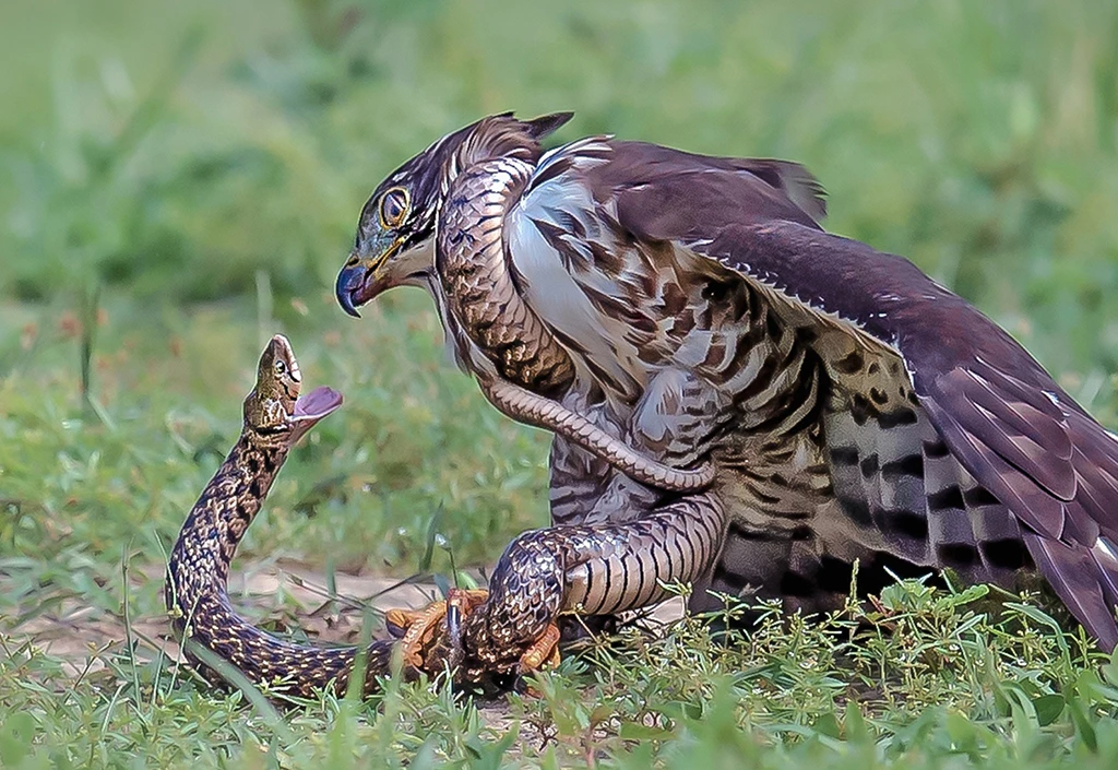 Qua đường núi, đứng tim gặp mãng xà siết cổ diều hoa thị uy 